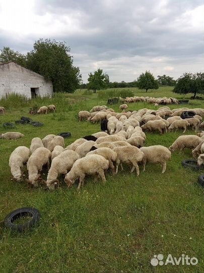 Овцы бараны