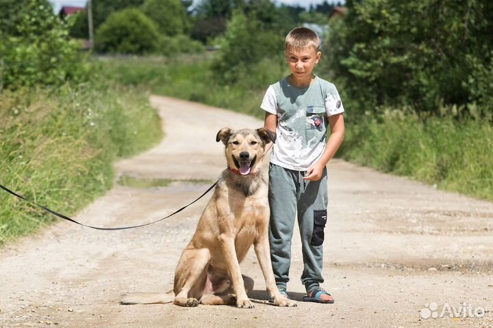 Возьмите собаку в свой дом