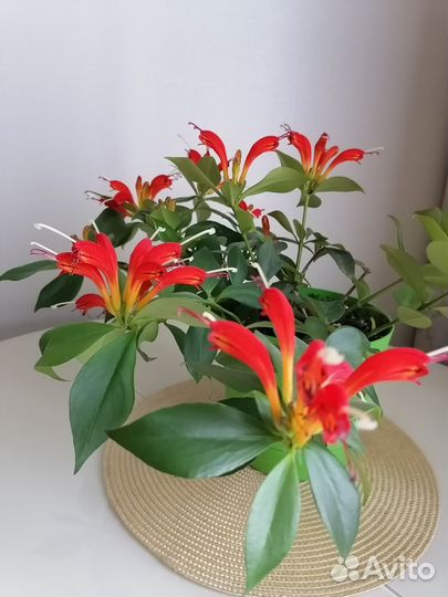 Эсхинантус 