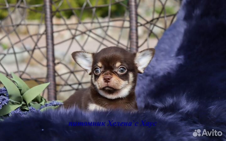 Очаровашки