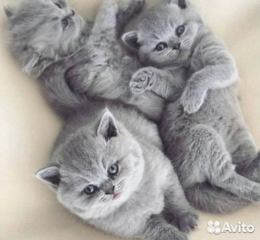 Британские голубые котята