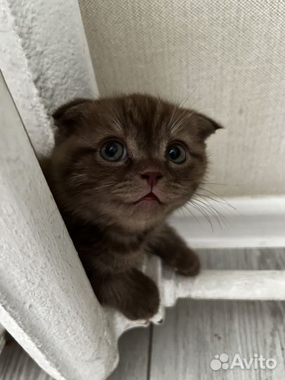 Шотландский вислоухий мальчик