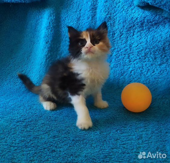 Котёнок трёхцветка
