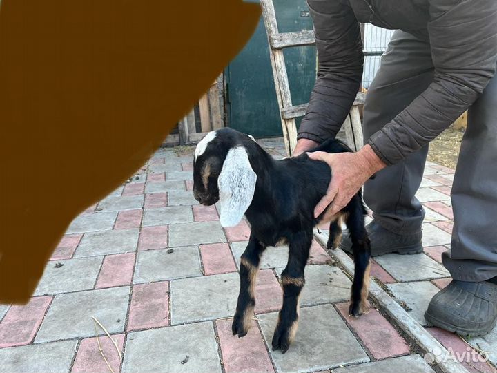 Нубийские козлята