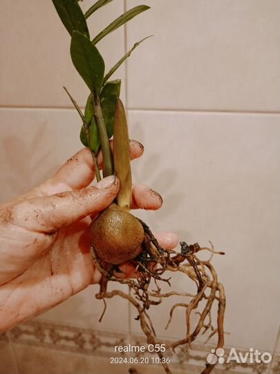 Долларовое дерево/ замиокулькас