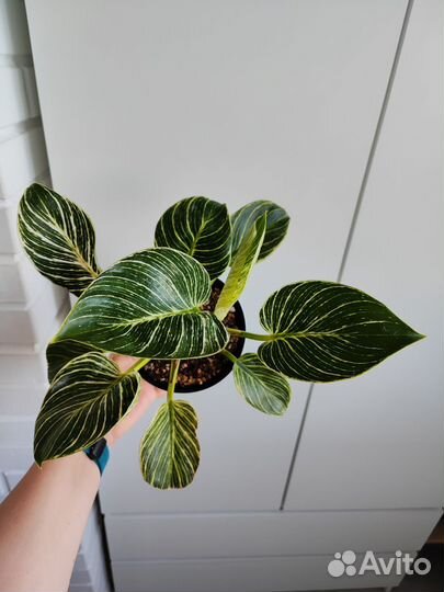Филодендрон биркин