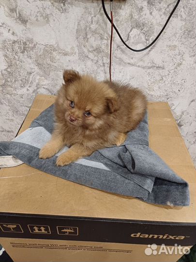 Щенки шпица