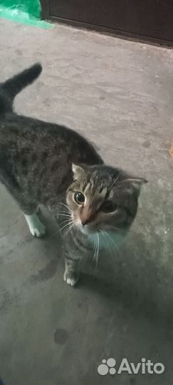 Кошка в дар бесплатно