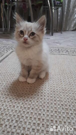 Котята