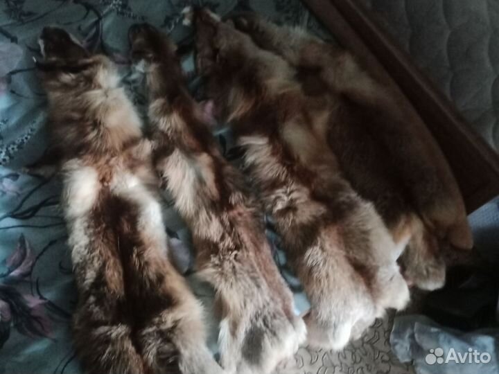 Лисья шкура