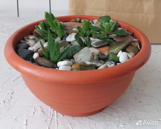 Суккуленты (набор)