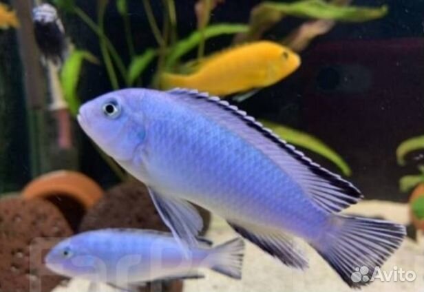 Цихлиды Псевдотрофеус Пиндани