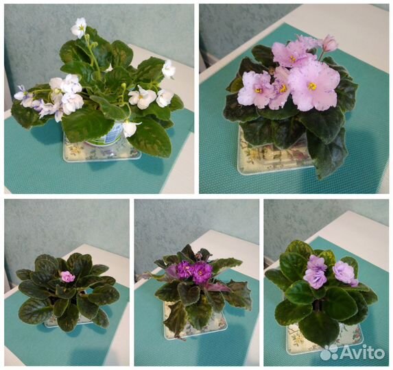 Комнатные растения, цветы