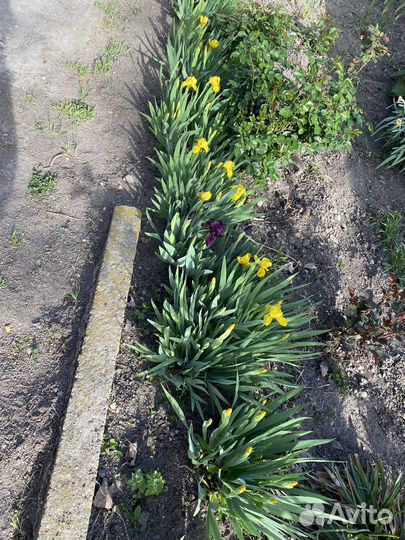 Ирисы карликовые желтые и фиолетовые