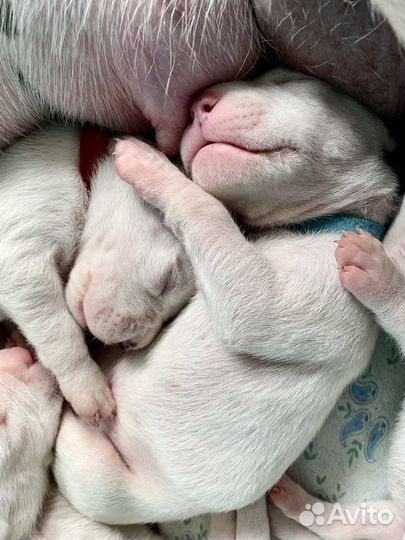 Аргентинский дог