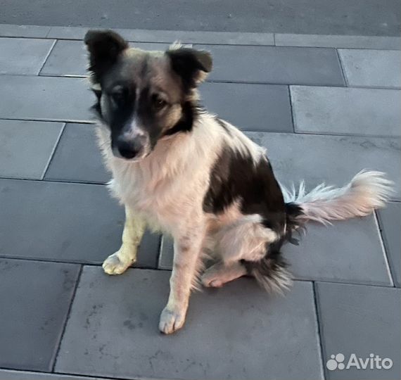 Собака в добрые руки