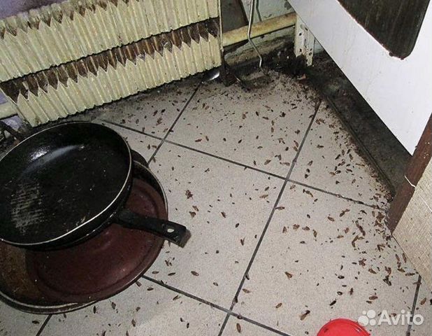 Уничтожение тараканов клопов клещей мышей объявление продам