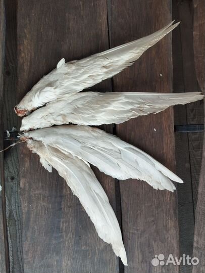 Гусиное крыло