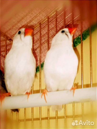 Амадины Зебровые