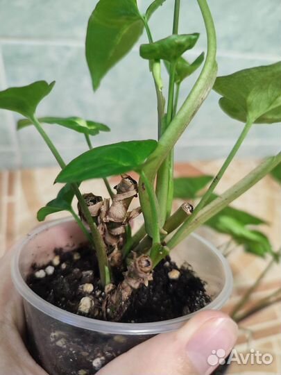 Комнатные цветы