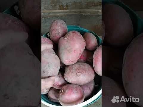 Шарвари Пирошка Сарпо Миро Уника Сынок Великан