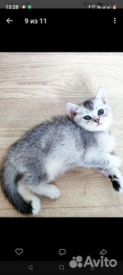 Кошка в дар