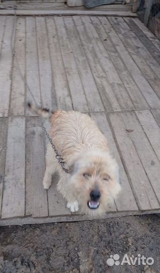 Собака в добрые руки отдам бесплатно