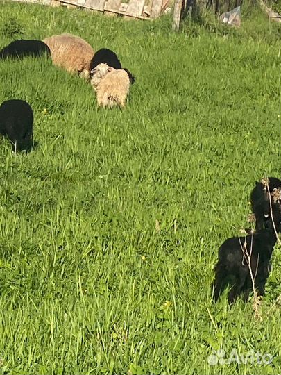 Овцы ягнята