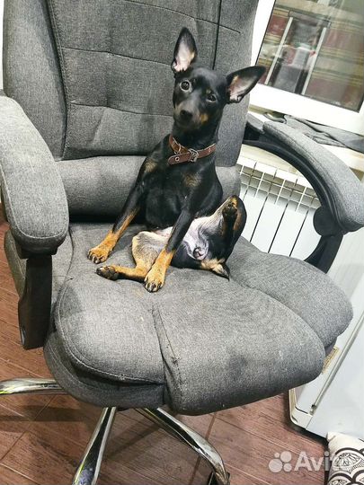 Цвергпинчер