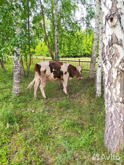 Первотелка