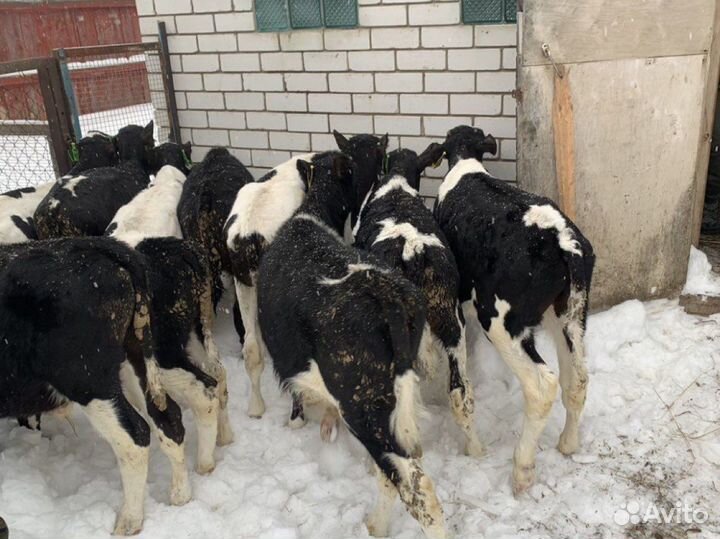 Бычки телята