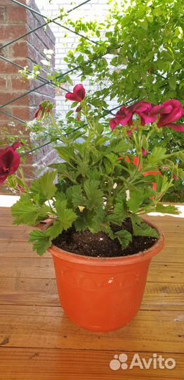 Королевская пеларгония