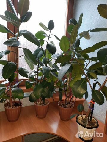 Фикус каучуконосный купить в Москве | Товары для дома и дачи | Авито
