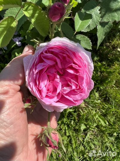 Канадская парковая роза