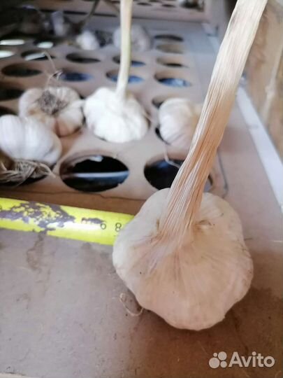 Чеснок