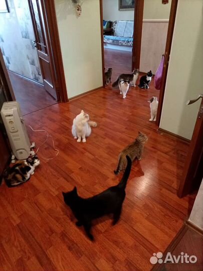 Помогите котикам найти хозяина