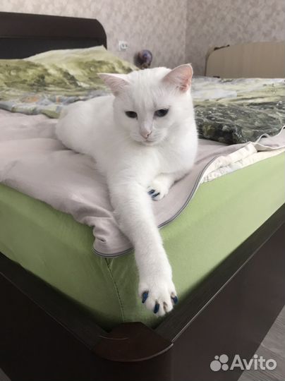 Кошка в добрые руки