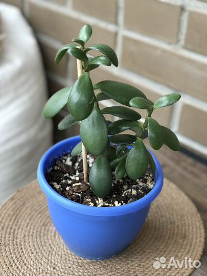 Цветы комнатные