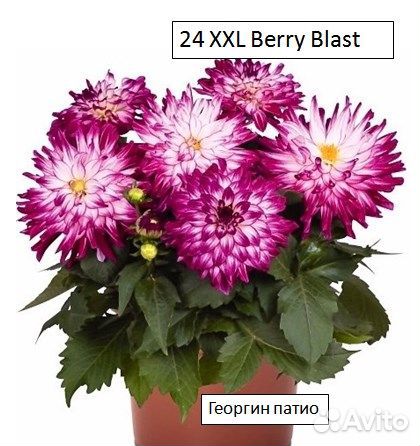 Георгины низкорослые