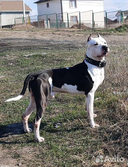 Питбуль на вязку