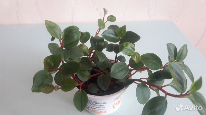 Неприхотливые растения - Пеперомия и Юкка