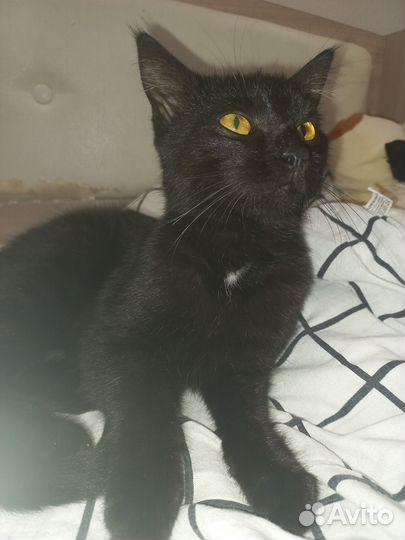 Отдам кошку