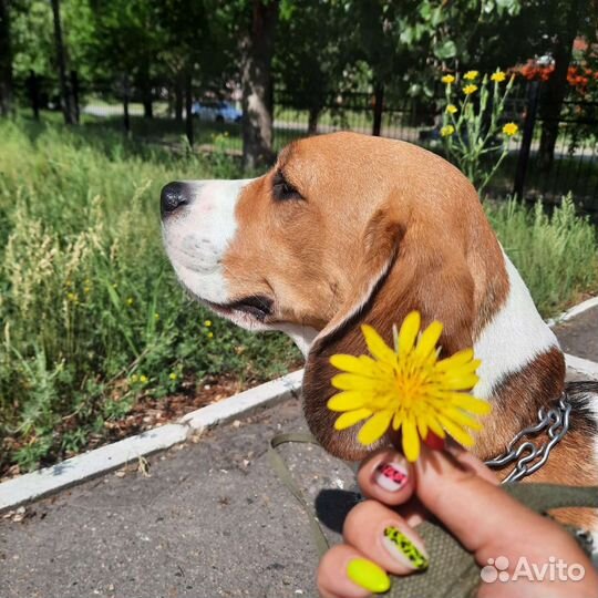 Бигль для вязки
