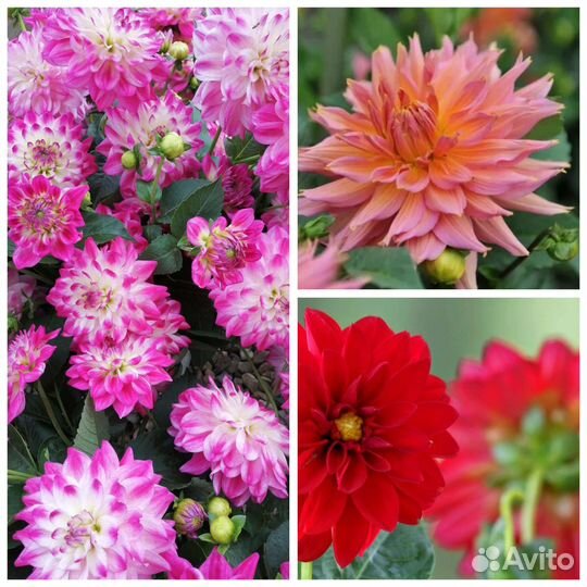 Тысячелистник, лилейники и др