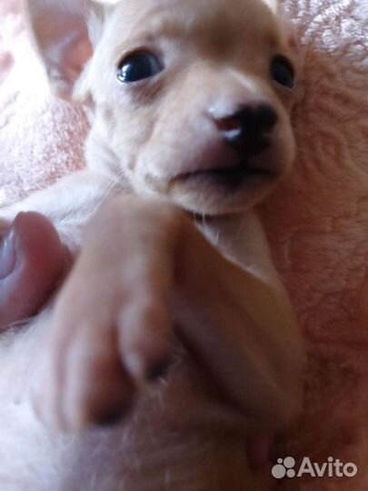 Мини Той-терьер