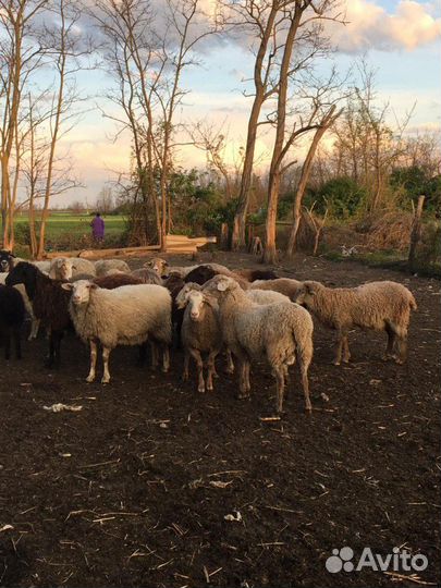 Бараны и Овцы (Немцы метисы и Гисары)