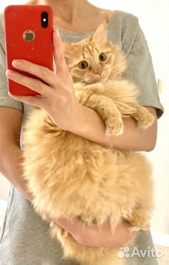 Кот сметанкин