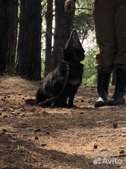 Собаки бесплатно в добрые руки