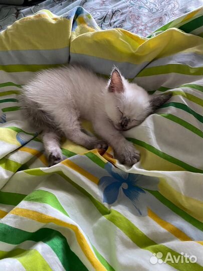 Сиамский котянок