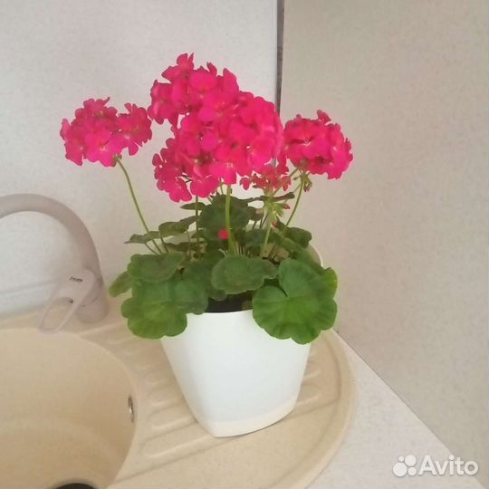 Пеларгония герань